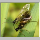 Cephidae sp - Halmwespe 01b 7mm Paarung.jpg